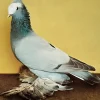 Casquete blanco de Sajonia