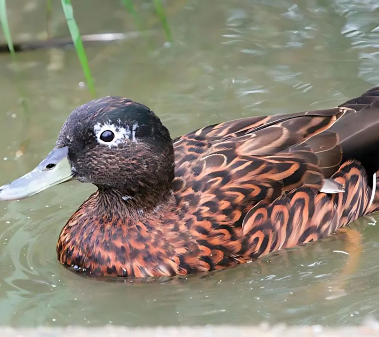Cerceta laysanensis