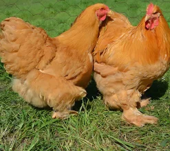 Cochinchina
