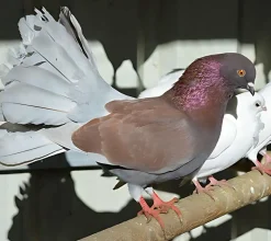 Colipava