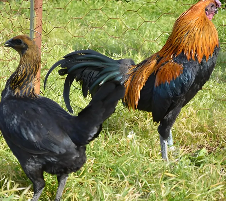 Combatiente de Brujas enano