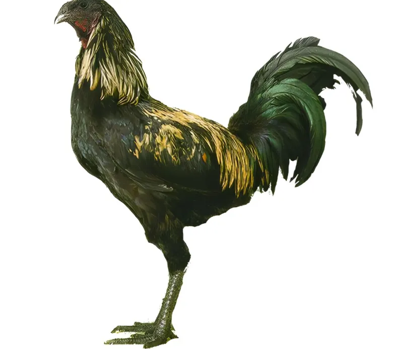 Combatiente de Lieja