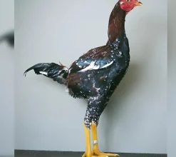 Combatiente Malayo enano