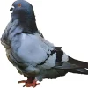 Corbata de China