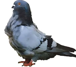 Corbata de China