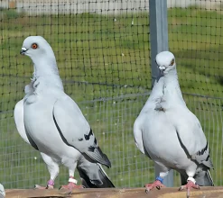 Corbata italiana