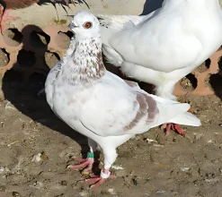 Corbata italiana