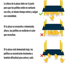 Criadoras WP