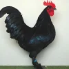 Croad Langshan enana