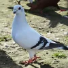 Damascena