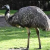 Emú