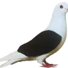 Escudo de Turingia