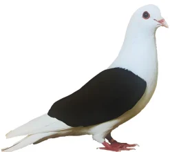 Escudo de Turingia