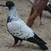 Estornino