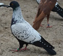 Estornino