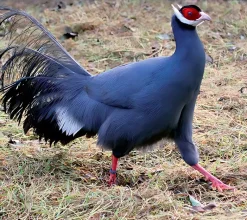 Faisán Orejudo azul