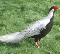 Faisán plateado