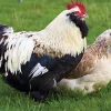 Faverolles