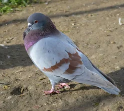Figurita