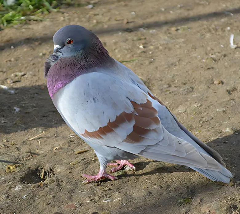Figurita