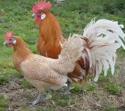Frisona holandesa