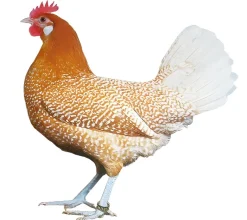 Frisona holandesa