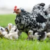 Gallina nodriza