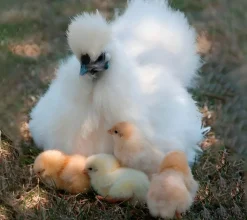 Gallina nodriza