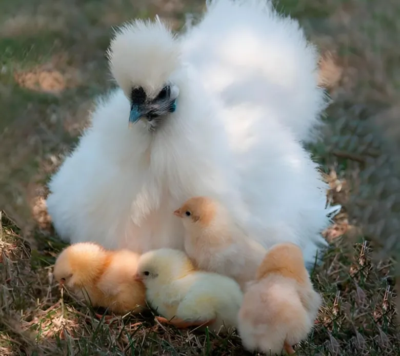 Gallina nodriza
