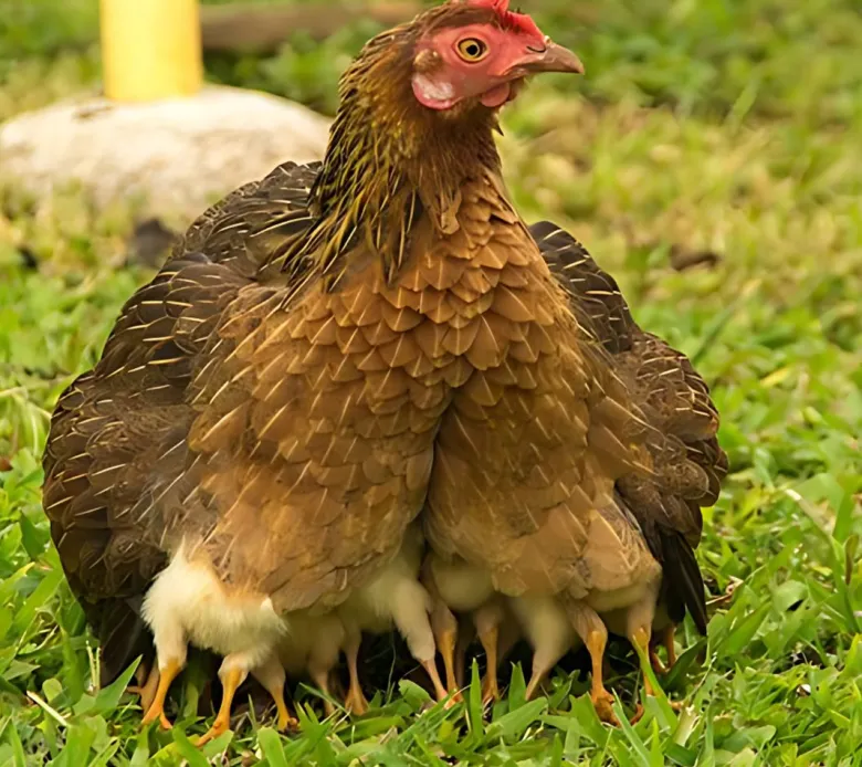 Gallina nodriza