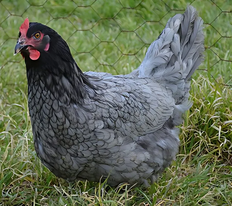Gallina ponedora/campera azul