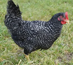 Gallina ponedora/campera barrada