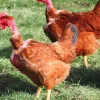 Gallina ponedora/campera cuello desnudo