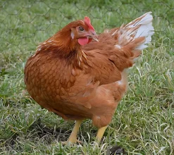 Gallina ponedora/campera roja