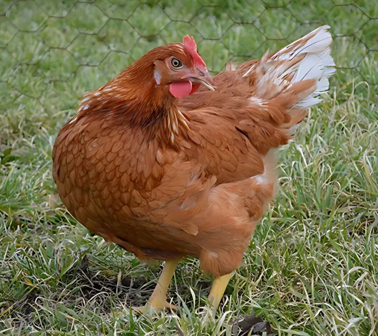 Gallina ponedora/campera roja