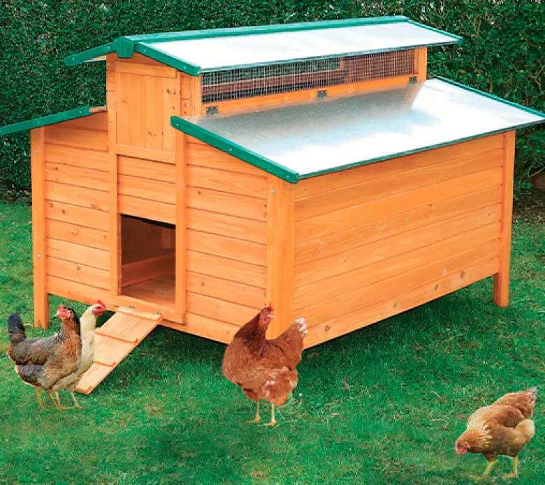 Gallinero Calgary
