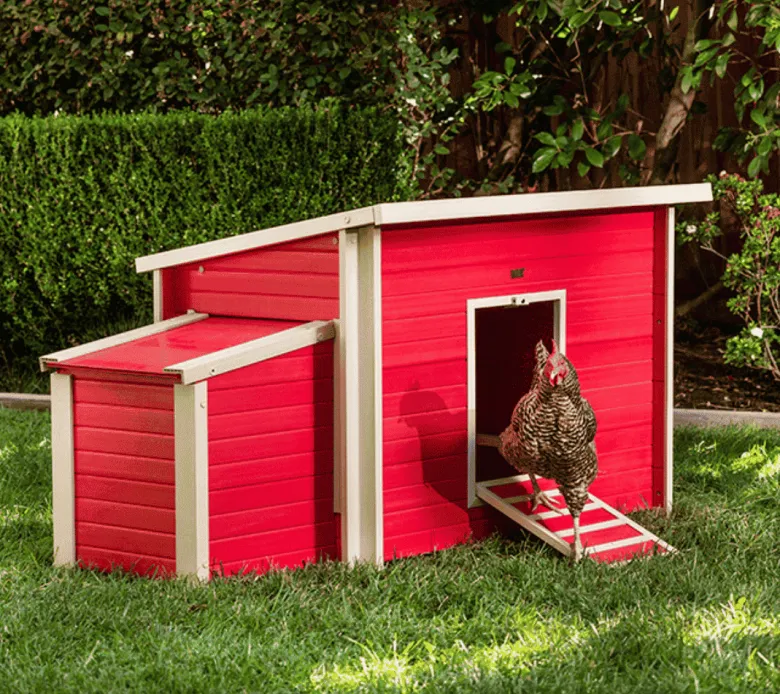 Gallinero Dallas