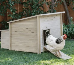 Gallinero Durango