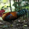 Gallo Bankiva