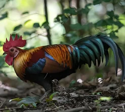 Gallo Bankiva
