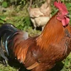 Gallo campero