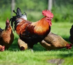 Gallo campero