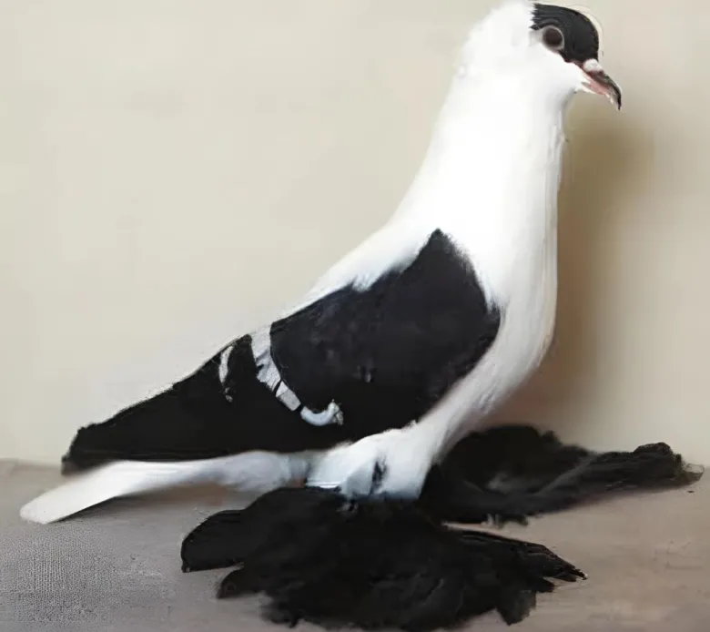 Golondrina de Sajonia