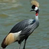 Grulla coronada
