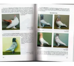 Guía de las Palomas de raza
