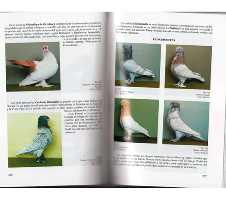 Guía de las Palomas de raza