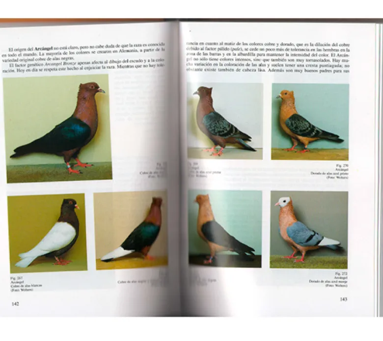 Guía de las Palomas de raza