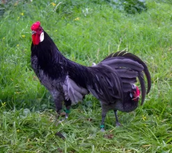 Hamburgo enano