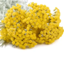 Helicriso