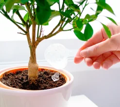 Hidrogel Water Plants